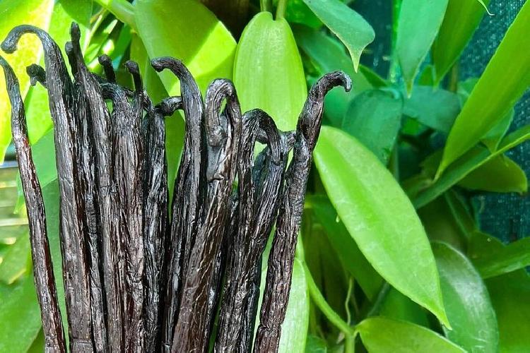 habitation-kaz-a-vanilles-ecomusee